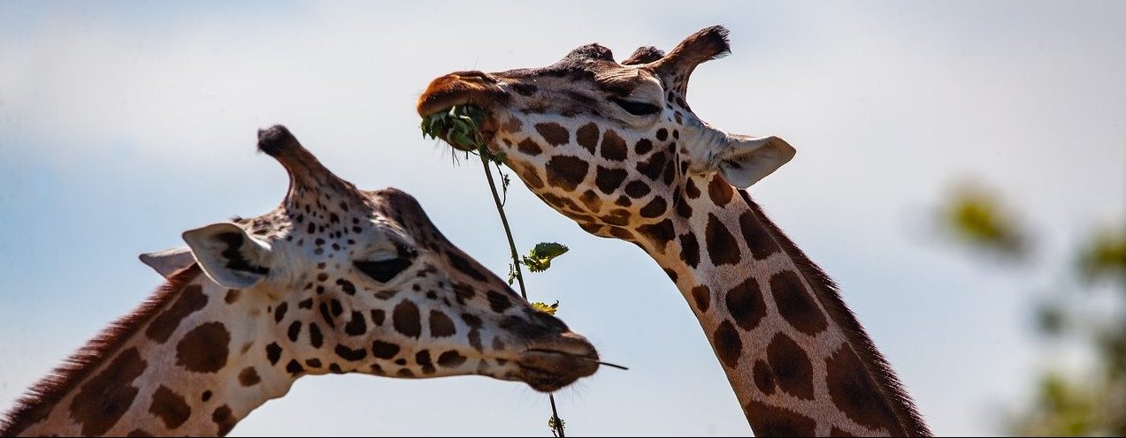 dwie żyrafy jedzące trawę